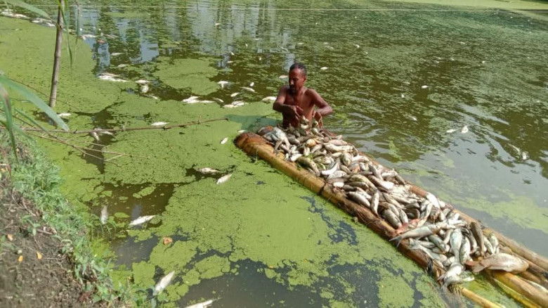 চুয়াডাঙ্গায় বিষ দিয়ে পুকুরের সব মাছ মারল দুর্বৃত্ত...
