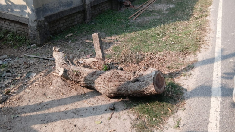 রাজারহাটে সরকারি গাছ কাটার মহোৎসব, ইউএনওর নাম ব্যব...