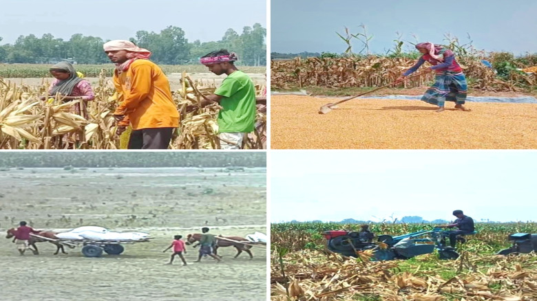 গাইবান্ধায় ভুট্টা মাড়াইয়ের ধুম ব্যস্ত কৃ